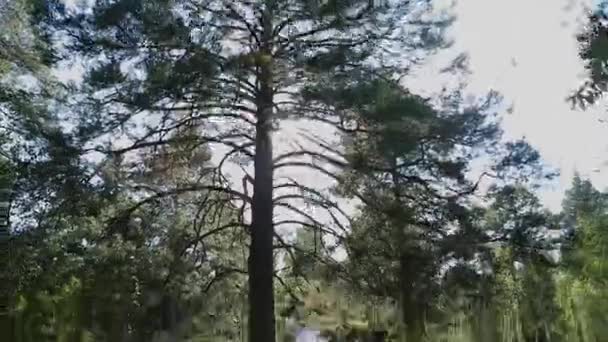 Árboles vista desde abajo en las coronas y el cielo azul. día soleado — Vídeo de stock