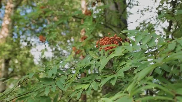 Closeup of orange Rowan berries or Mountain Ash tree with ripe berries in autumn. — Stock Video