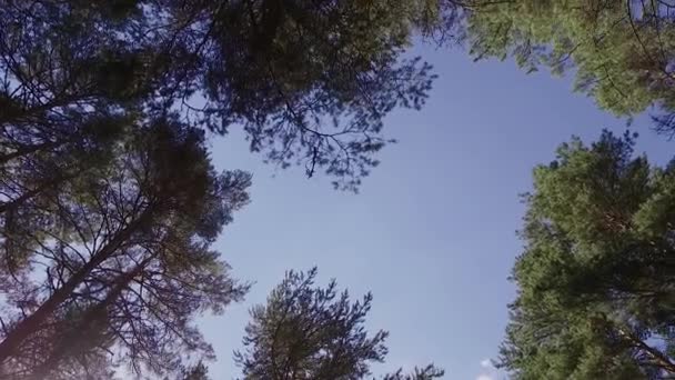 Árvores vista de baixo nas coroas e no céu azul. dia ensolarado — Vídeo de Stock