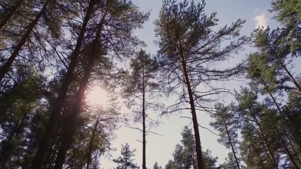 Bäume blicken von unten auf die Kronen und den blauen Himmel. sonniger Tag — Stockvideo