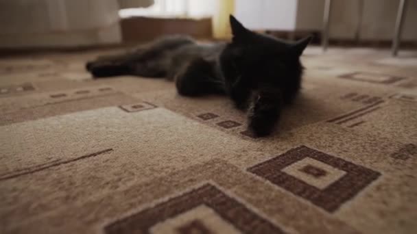 Cat sitting on the street on a bright sunny day — Stock Video