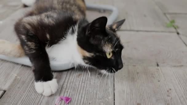 Katze sitzt an einem sonnigen Tag auf der Straße — Stockvideo