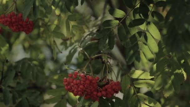 Primo piano di bacche di Rowan arancione o frassino di montagna con bacche mature in autunno . — Video Stock
