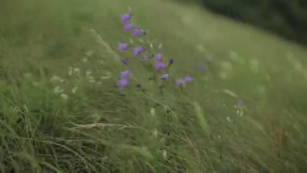 Flores silvestres sobre un fondo de bosque y cielo azul — Vídeos de Stock