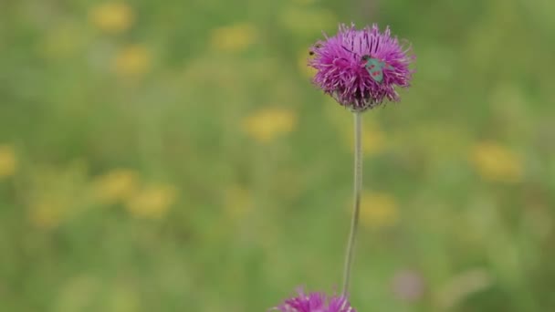 Fiori di campo su uno sfondo di foresta e cielo blu — Video Stock