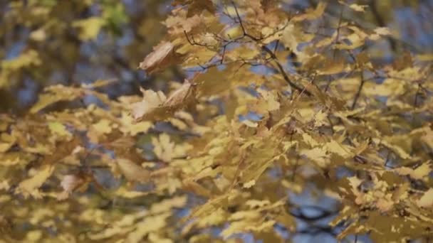 Blätter des grünen Baumes an einem sonnigen Tag — Stockvideo