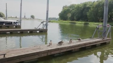 Nehrin yanında bir dock üzerindeki tüylerini bakıp ördekler