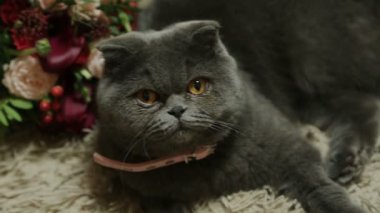 Kedi yatağa yatıyor