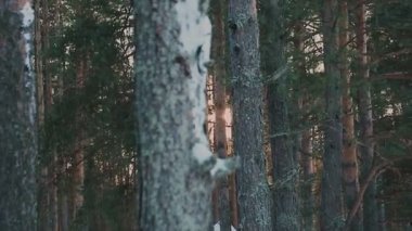 Kış orman manzaralı akşam