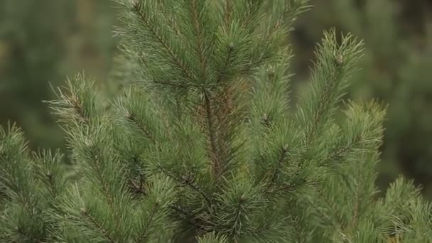 branches d'épinette dans la forêt