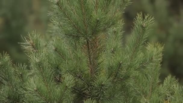 Spruce branches in the forest — Stock Video