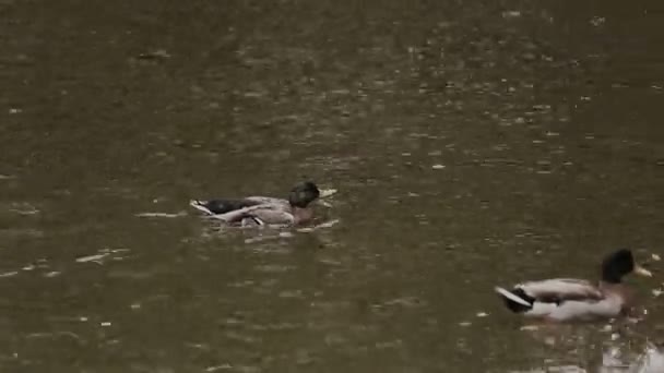 Patos nadando en el lago — Vídeo de stock