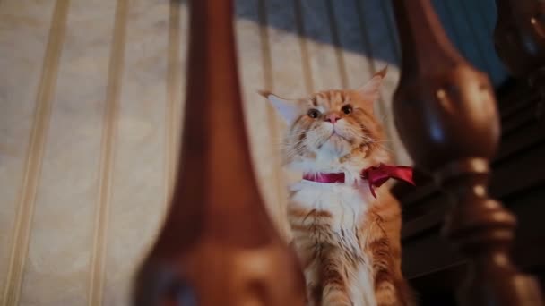 Червоний кіт на дерев'яних сходах в будинку — стокове відео