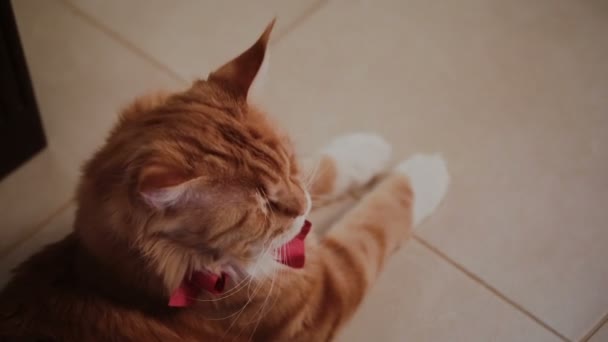 Red cat on a wooden staircase in the house — Stock Video