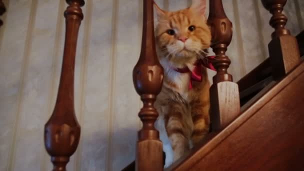 Red cat on a wooden staircase in the house — Stock Video
