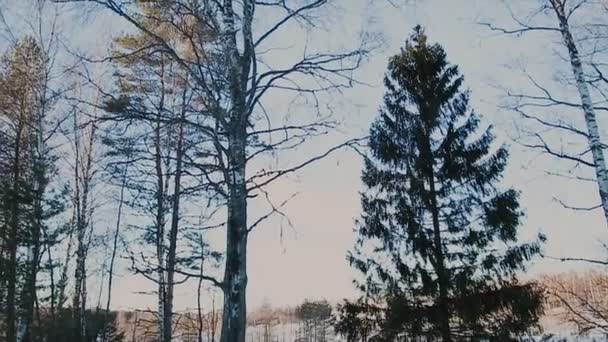 Blick auf den Winterwald am Abend — Stockvideo