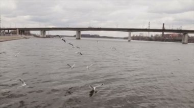 Martılar yavaş Nehri.