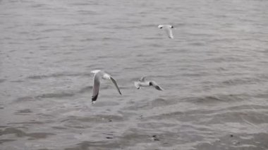 Martılar yavaş Nehri