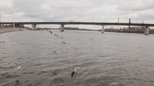 Галлз Повільному Русі Над Річкою — стокове відео