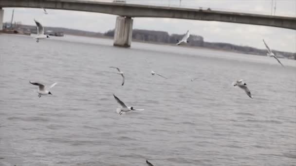 Meeuwen in slow motion over de rivier — Stockvideo