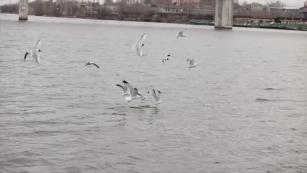 Gulls in slow motion over the river — Stock Video