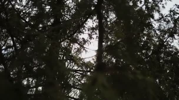 Les rayons du soleil se frayent un chemin à travers les jeunes branches d'épinette. Vent solaire d'été. Temps sans vent 