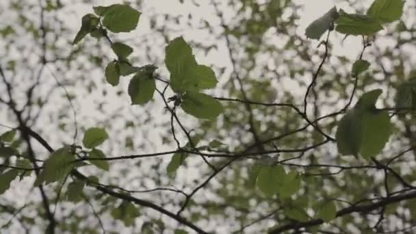 Ветви дерева на фоне неба — стоковое видео