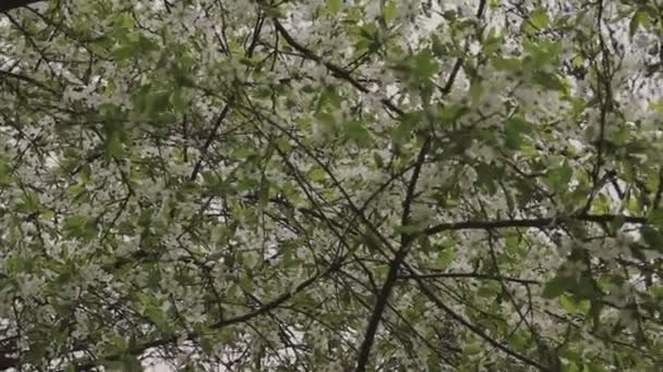 녹색 나뭇잎과 꽃 나무에 걸려 — 비디오