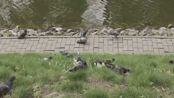 Palomas grises están caminando sobre la hierba cerca del estanque — Vídeos de Stock