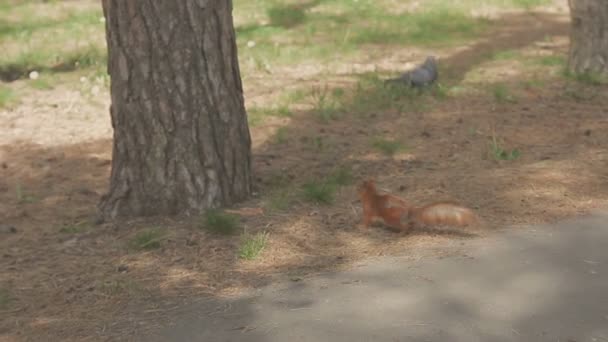 Esquilo e pombo alimentando-se no parque. Close-up . — Vídeo de Stock