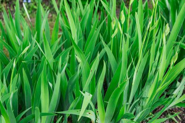 Yeşil bitki güneşli bir gün, parlak renkler, yeşil doku ve arka plan.