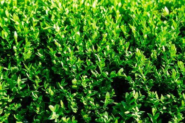 Yeşil parlak bush da güneşli havalarda çim dokusu.