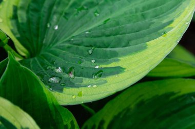 Yeşil bitki güneşli bir gün, parlak renkler, yeşil doku ve arka plan.