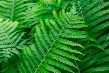 Yeşil bitki güneşli bir gün, parlak renkler, yeşil doku ve arka plan.