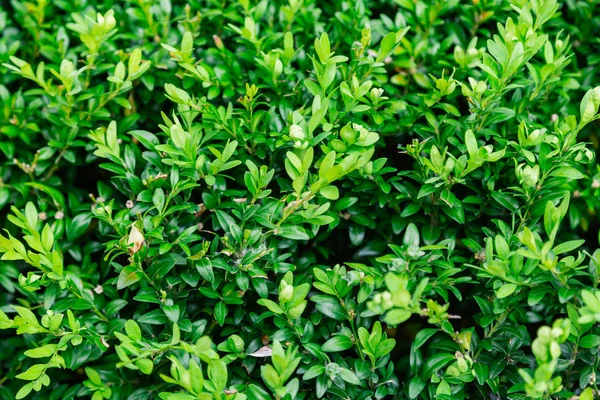 Arbusto verde brilhante em tempo ensolarado, textura de grama . — Fotografia de Stock