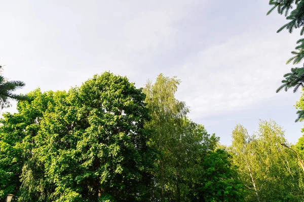 Niewyraźne tło z drzewa i niebo. — Zdjęcie stockowe