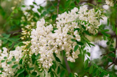 Güneşli bir günde bir ağaç üzerinde beyaz çiçekli bahar şube