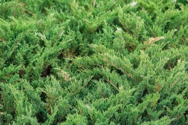 Yeşil bitki güneşli bir gün, parlak renkler, yeşil doku ve arka plan.