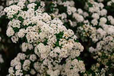 Güneşli bir günde bir ağaç üzerinde beyaz çiçekli bahar şube