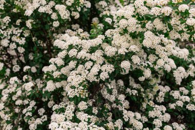 Güneşli bir günde bir ağaç üzerinde beyaz çiçekli bahar şube