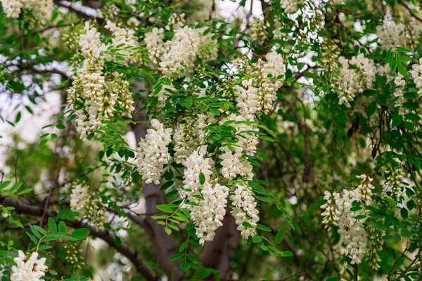 Branche printanière avec des fleurs blanches sur un arbre par une journée ensoleillée — Photo