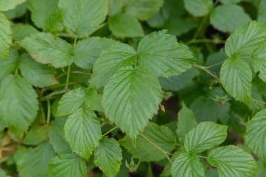 Yeşil bitki güneşli bir gün, parlak renkler, yeşil doku ve arka plan.