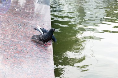 Parlak güneşli bir havuzun güvercinler.