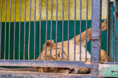 Dişi aslan tutsak parmaklıklar arkasında bir hayvanat bahçesi. Güç ve saldırganlık içinde belgili tanımlık kafes
