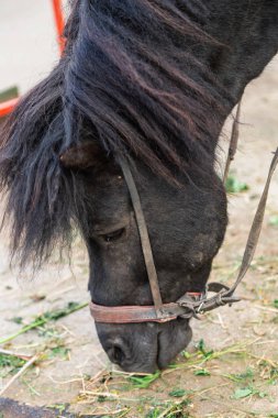 Mavi gözlü hayvanat bahçesinde metal çit üzerinden seyir midilli.
