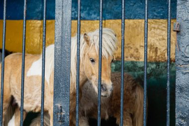 Mavi gözlü hayvanat bahçesinde metal çit üzerinden seyir midilli.
