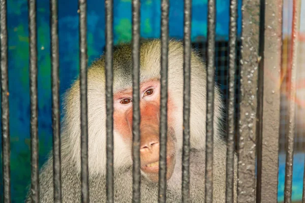 Pig-tailed monkey is sad in the cage looking something outside