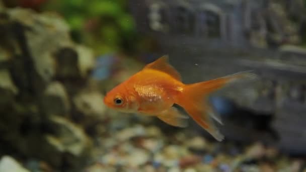 Acuario con peces y hierba verde — Vídeos de Stock