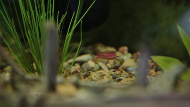 Aquarium mit Fisch und grünem Gras — Stockvideo