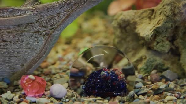 Akvárium s rybami a zelené trávy — Stock video